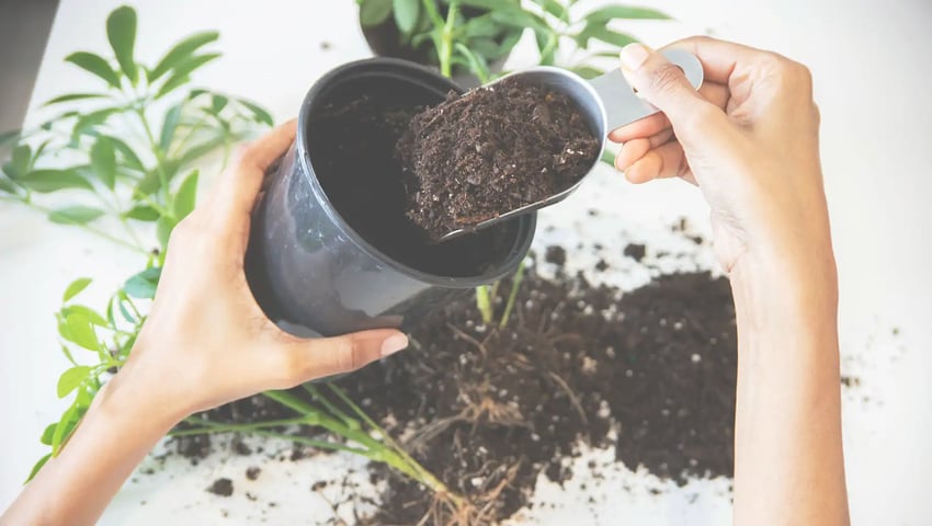Woman potting a houseplant, representing the nurturing and growth needed to propel your agency to the top